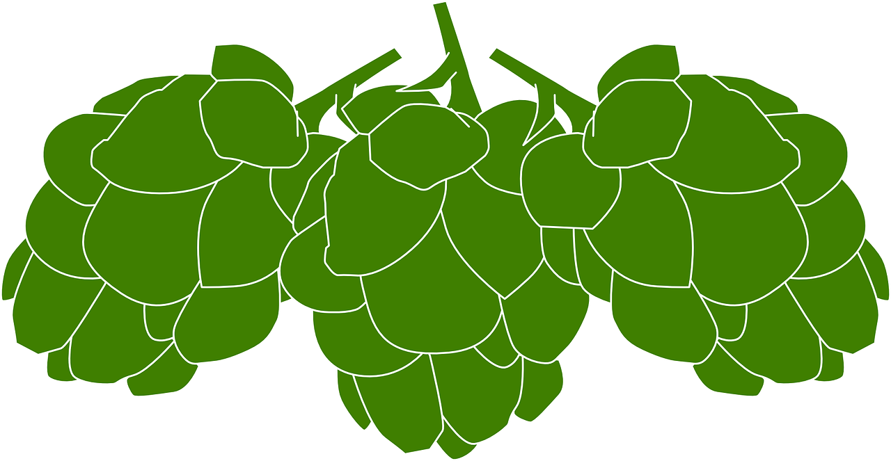 hops, cones, green-309577.jpg